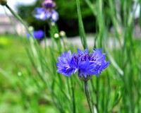 道端の花