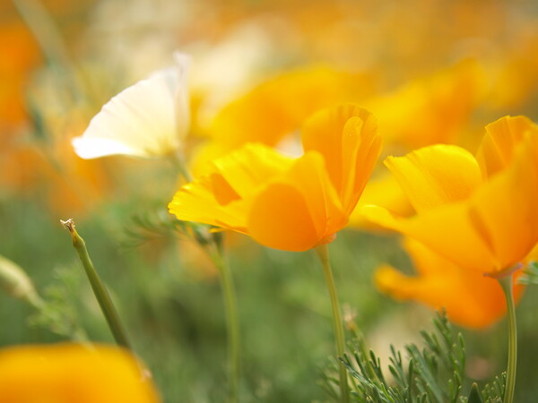 長瀞花だより　番外