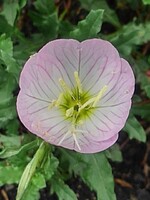 矢板駅の花壇の近くで咲いていた花