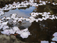 桜散り空近く