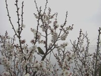 【花のある情景】潮騒の梅