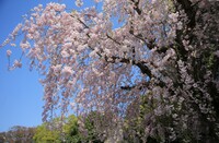 【桜花】外苑の枝垂桜