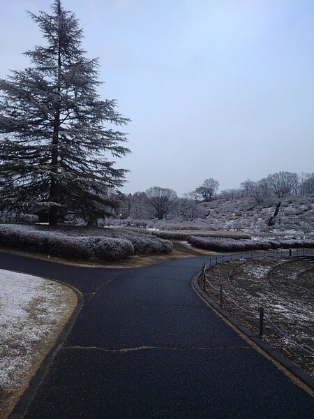 雪が降った日の公園の歩道