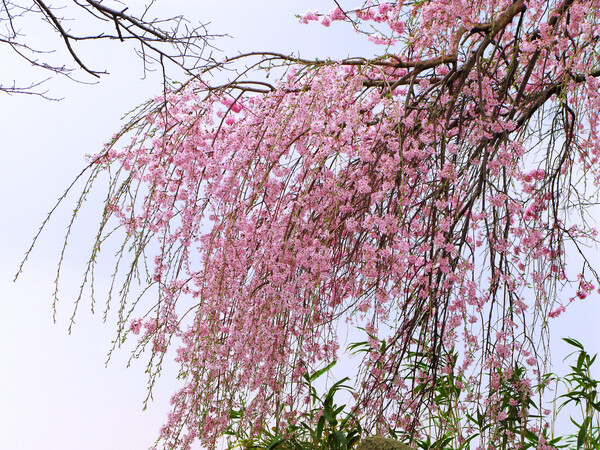 【淡彩】枝垂桜