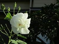 芙蓉の仲間かな白い花