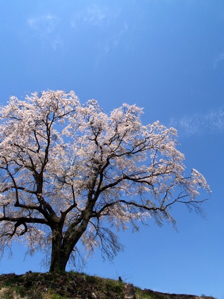 上発知の枝垂桜　ラスト