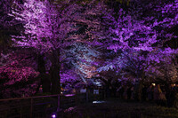 夜桜七変化