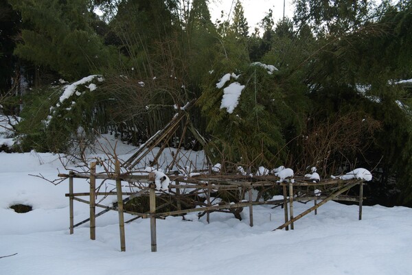 大雪の被害、キウイ棚に孟宗竹が!