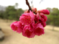彼岸桜