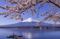 富士・桜