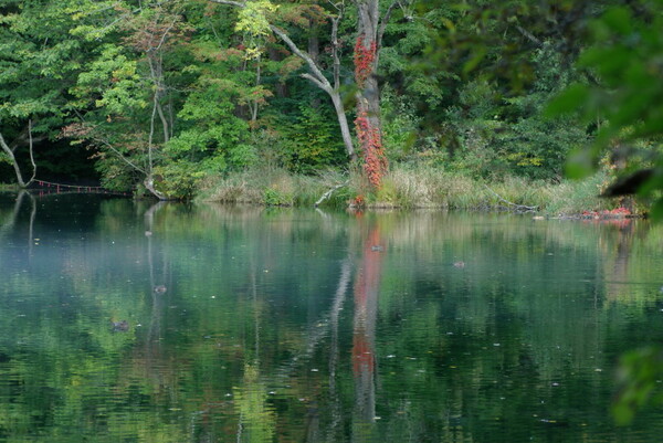 池の水面は深く緑に