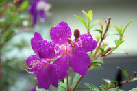 小雨の中の花