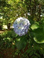 烏ヶ森公園の丘の綺麗なアジサイ