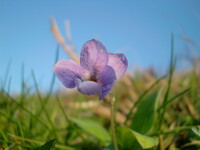 田の畦にはえた紫のすみれ