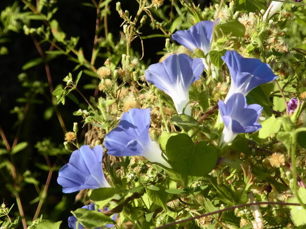 路傍の草むらに咲くヒルガオ