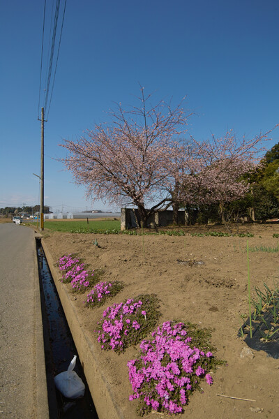 【花】桜・さくら