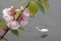 鴨川の花鳥