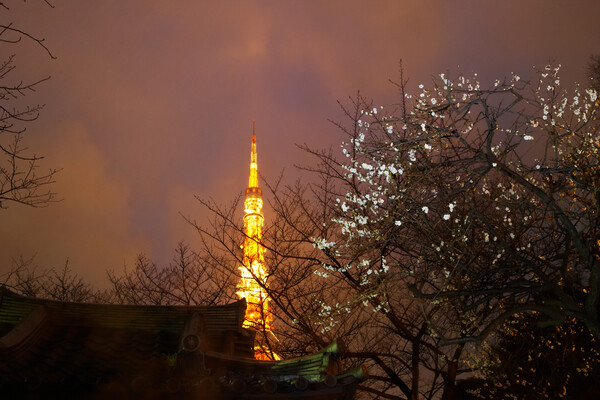 東京タワーと梅