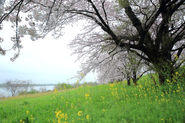 桜の堤
