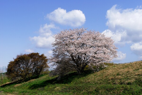 一本の桜木