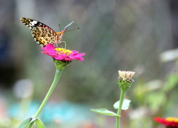 「花と蝶」