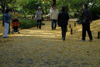 日比谷公園に秋を運んできた絨毯