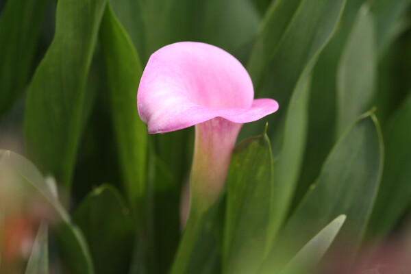 ピンクのカラー