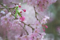 大阪の枝垂れ桜