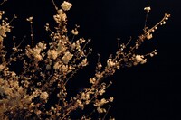 夜桜