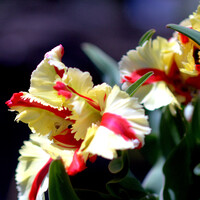 フレミングパロットの開花