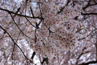 醍醐桜のかわいい花弁！