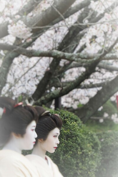 【縦画像】さくら