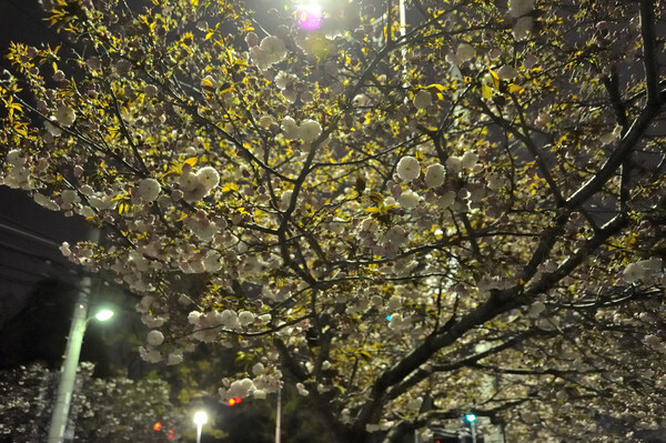 夜の散歩道(桜編）