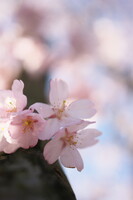 【桜】春の妖精たち