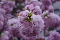 桜の季節のフィナーレ