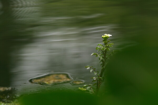 春の池
