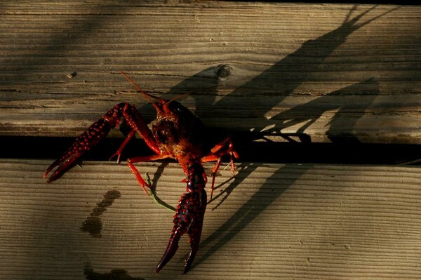 【秋影】夕陽に照らされる真っ赤なハサミ