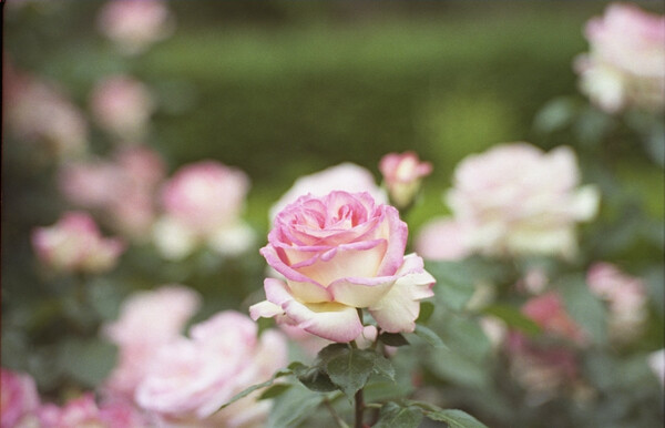 日比谷公園の薔薇