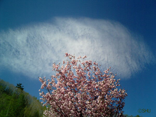野麦街道の桜