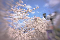 桜花爛漫
