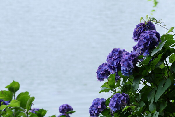 水辺の紫陽花