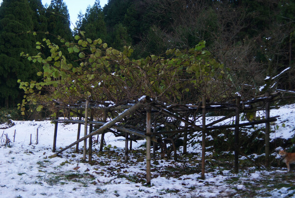 キウイの畑に初積雪