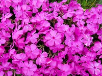 芝桜　紅色