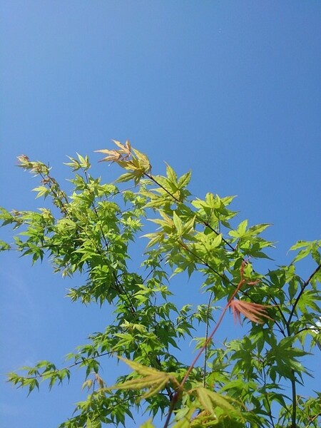 そよ風に揺れる新緑モミジ