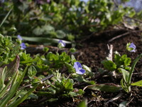 土の上に咲く花