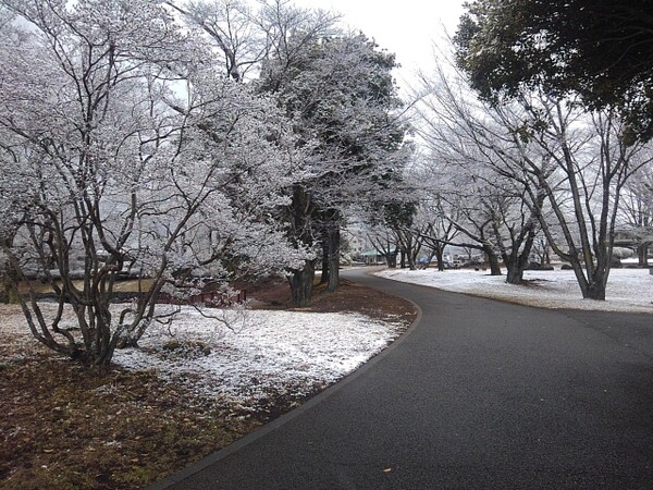 雪の日の公園の植木