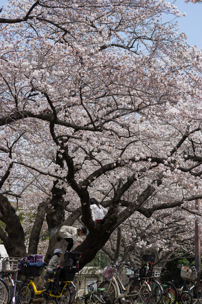 賑わう桜