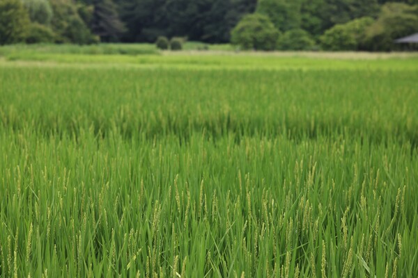 花盛りの田んぼ