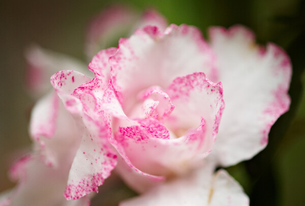 東京の花　ピンクと白