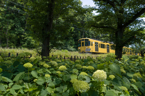 紫陽花と黄色い電車
